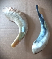 Ram Shofars